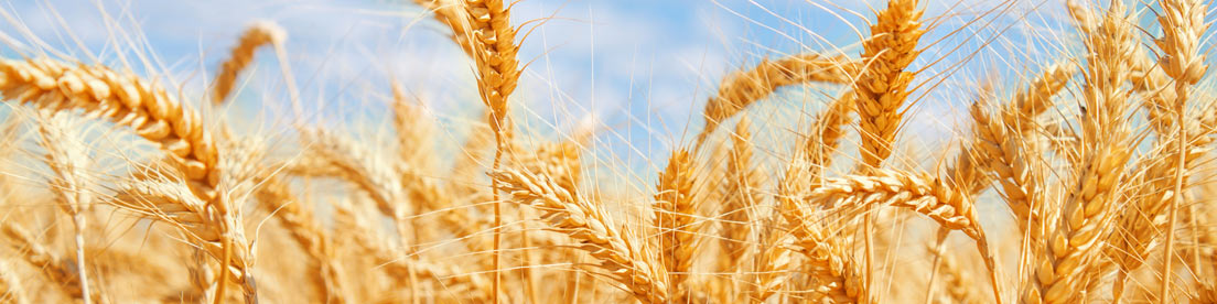 profile-banner